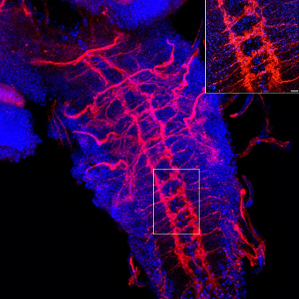 Confocal microscope image of a Drosophila larva ventral nerve cord labeled with DSHB antibody 7G10 anti-Fasciclin III (red). PMID: 31213988, Fig. 3B.